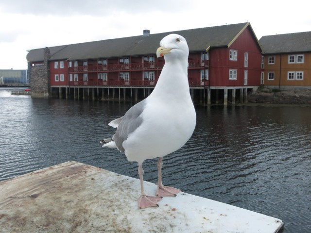 Hurtigruten_2015-06-25_18-17-2
